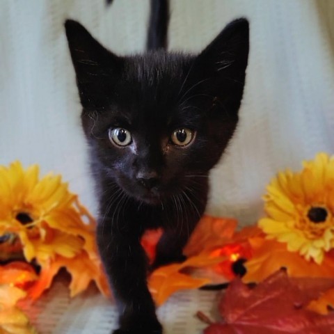 Teddy, an adoptable Domestic Medium Hair in Hailey, ID, 83333 | Photo Image 1