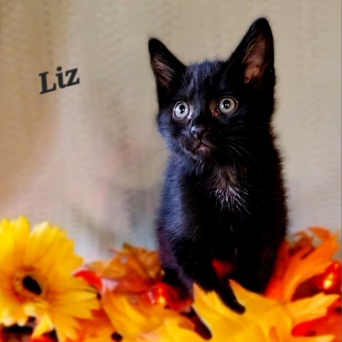 Liz, an adoptable Domestic Medium Hair in Hailey, ID, 83333 | Photo Image 1