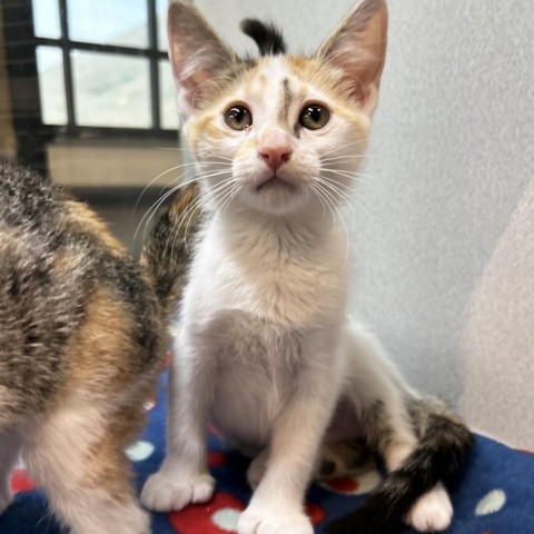 Zahara, an adoptable Domestic Short Hair in Hailey, ID, 83333 | Photo Image 1