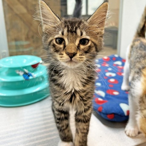 Knox, an adoptable Domestic Short Hair in Hailey, ID, 83333 | Photo Image 1