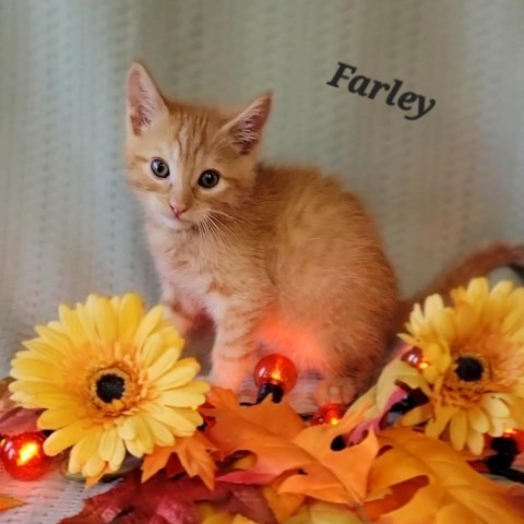 Farley, an adoptable Domestic Medium Hair in Hailey, ID, 83333 | Photo Image 1