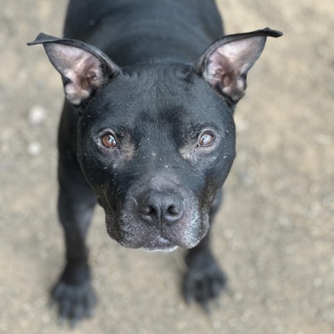 Sammy - Potty Trained, Loves People! Adopt $0, an adoptable Pit Bull Terrier in Flagstaff, AZ, 86004 | Photo Image 3