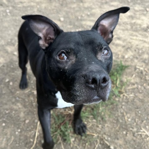 Sammy - Potty Trained, Loves People! Adopt $0, an adoptable Pit Bull Terrier in Flagstaff, AZ, 86004 | Photo Image 4