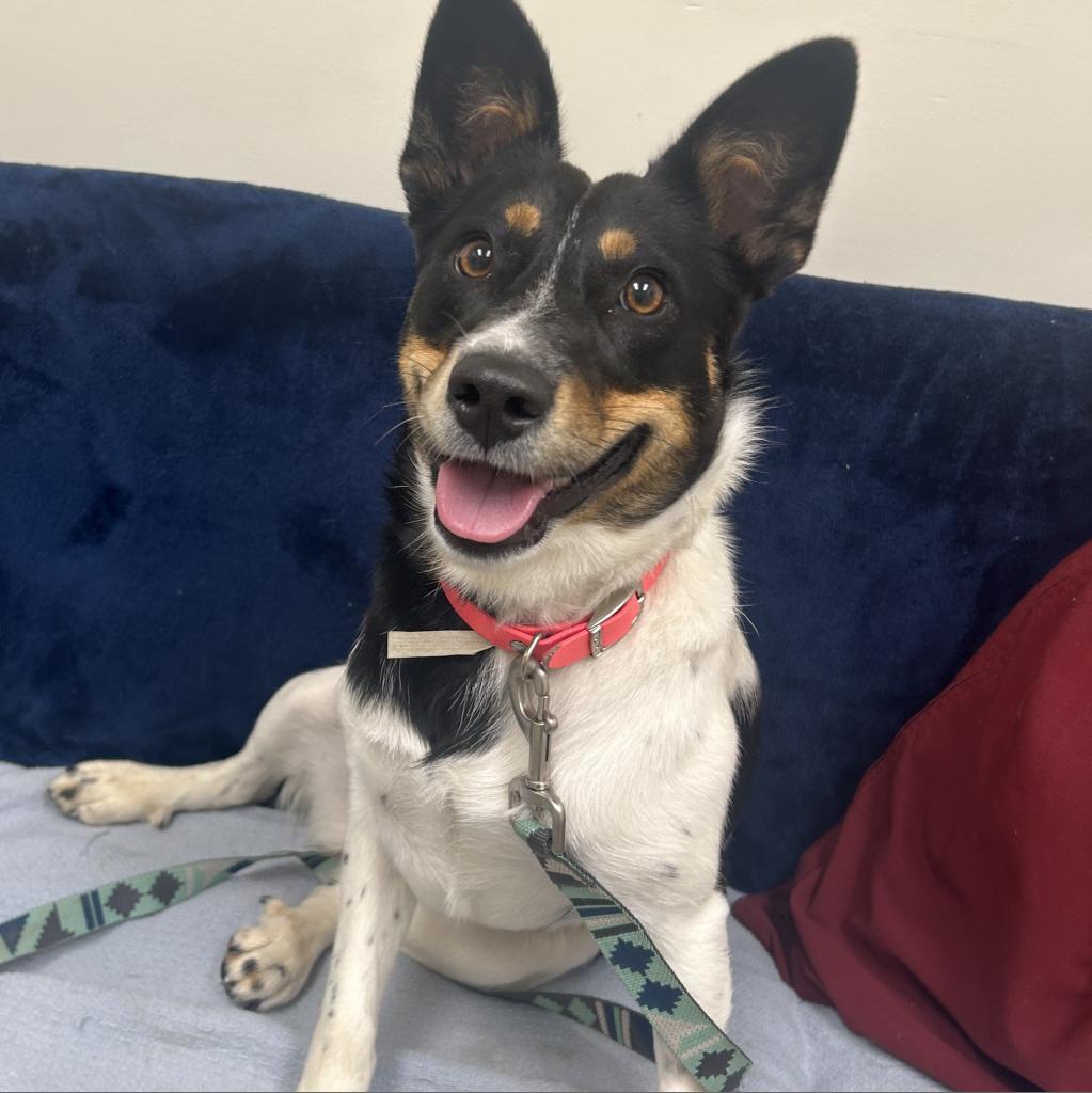 Nellie, an adoptable Australian Cattle Dog / Blue Heeler in Thomaston, ME, 04861 | Photo Image 1