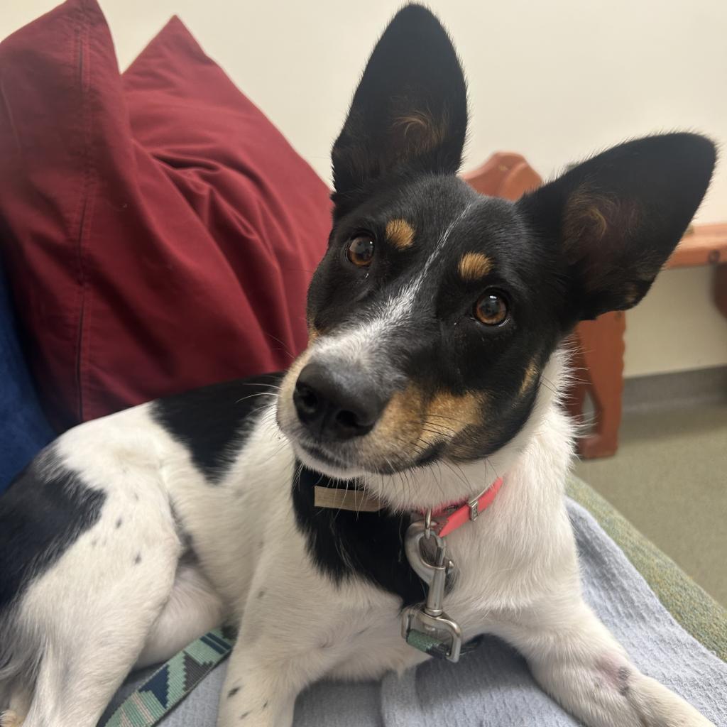 Nellie, an adoptable Australian Cattle Dog / Blue Heeler in Thomaston, ME, 04861 | Photo Image 2