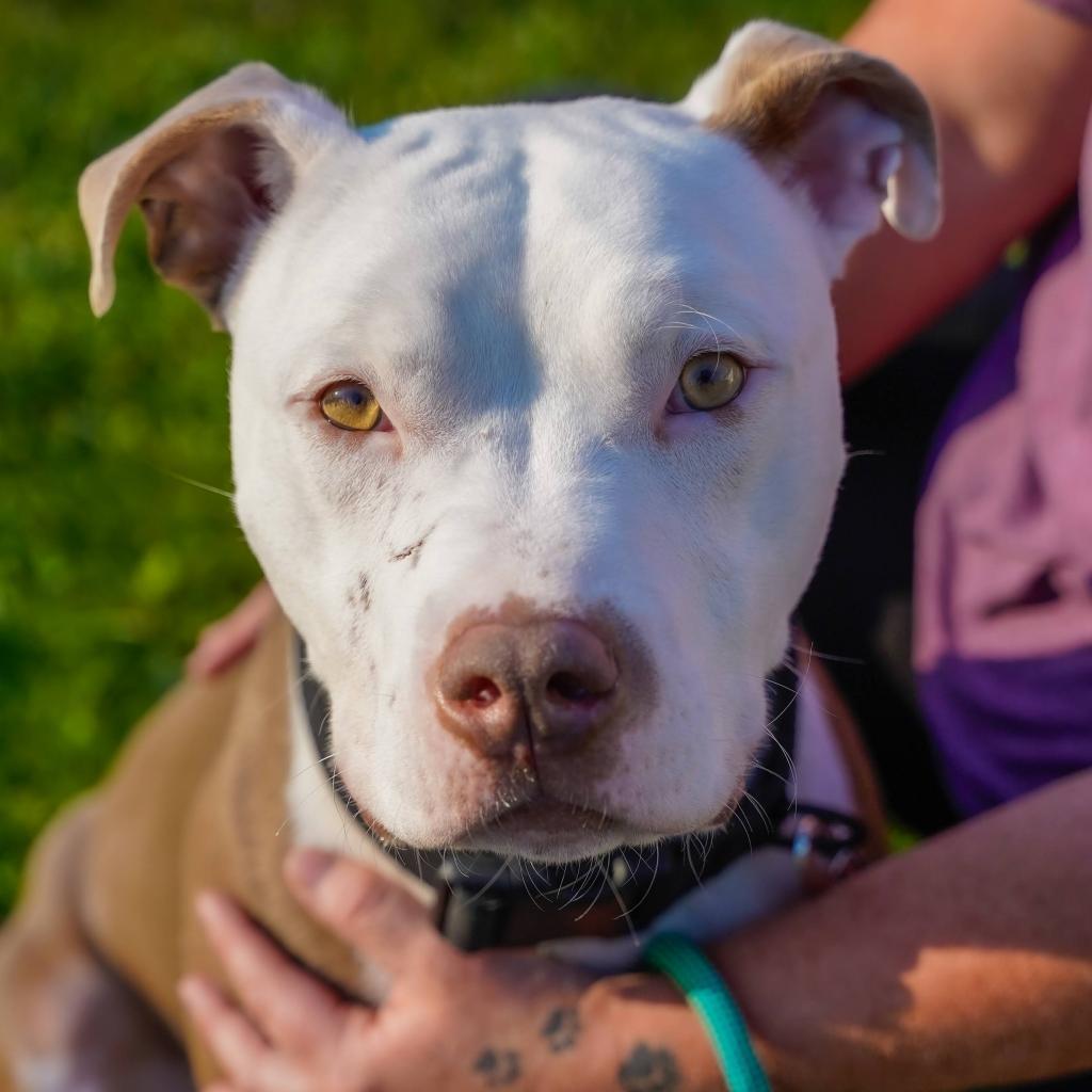 Darrell, an adoptable Pit Bull Terrier in Thomaston, ME, 04861 | Photo Image 1