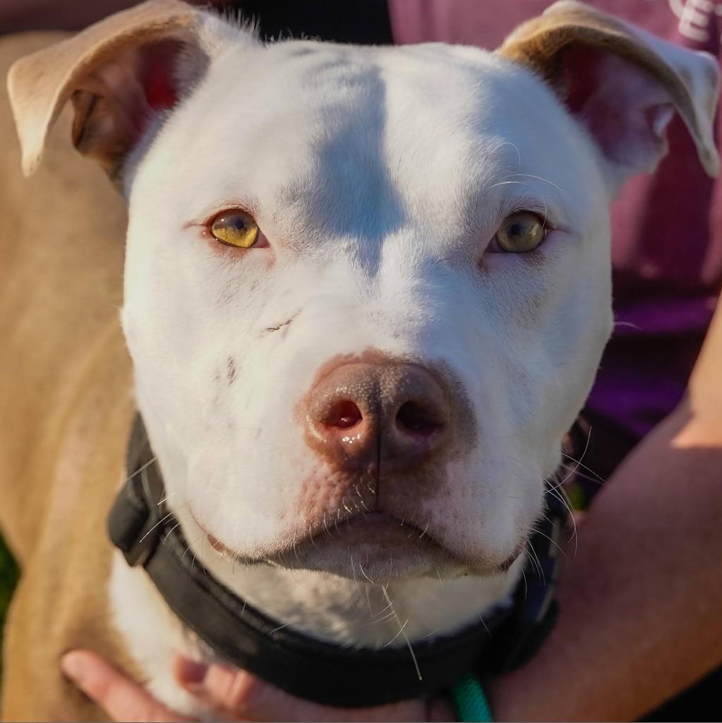 Darrell, an adoptable Pit Bull Terrier in Thomaston, ME, 04861 | Photo Image 2