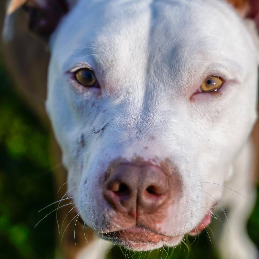 Darrell, an adoptable Pit Bull Terrier in Thomaston, ME, 04861 | Photo Image 3