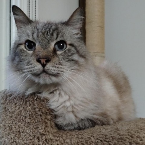 Bojangles King, an adoptable Balinese, Ragdoll in Merrifield, VA, 22116 | Photo Image 3