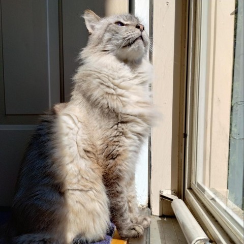 Bojangles King, an adoptable Balinese, Ragdoll in Merrifield, VA, 22116 | Photo Image 5