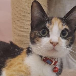 Rubita (Ruby) Kuwait, Adult Female unknown