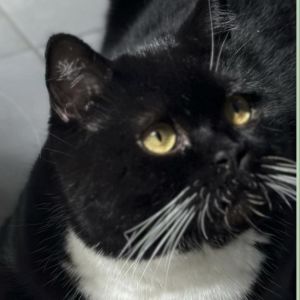 Oliver Kuwait (bonded to Lily Kuwait), Adult Male unknown