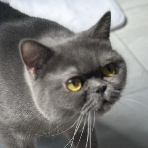 Lily Kuwait (bonded to Oliver Kuwait), Adult Female unknown