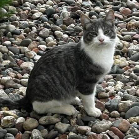 Buddy, an adoptable Domestic Short Hair in Rochester, MN, 55903 | Photo Image 1