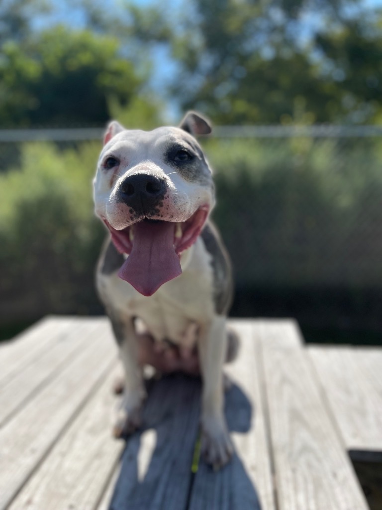Kali