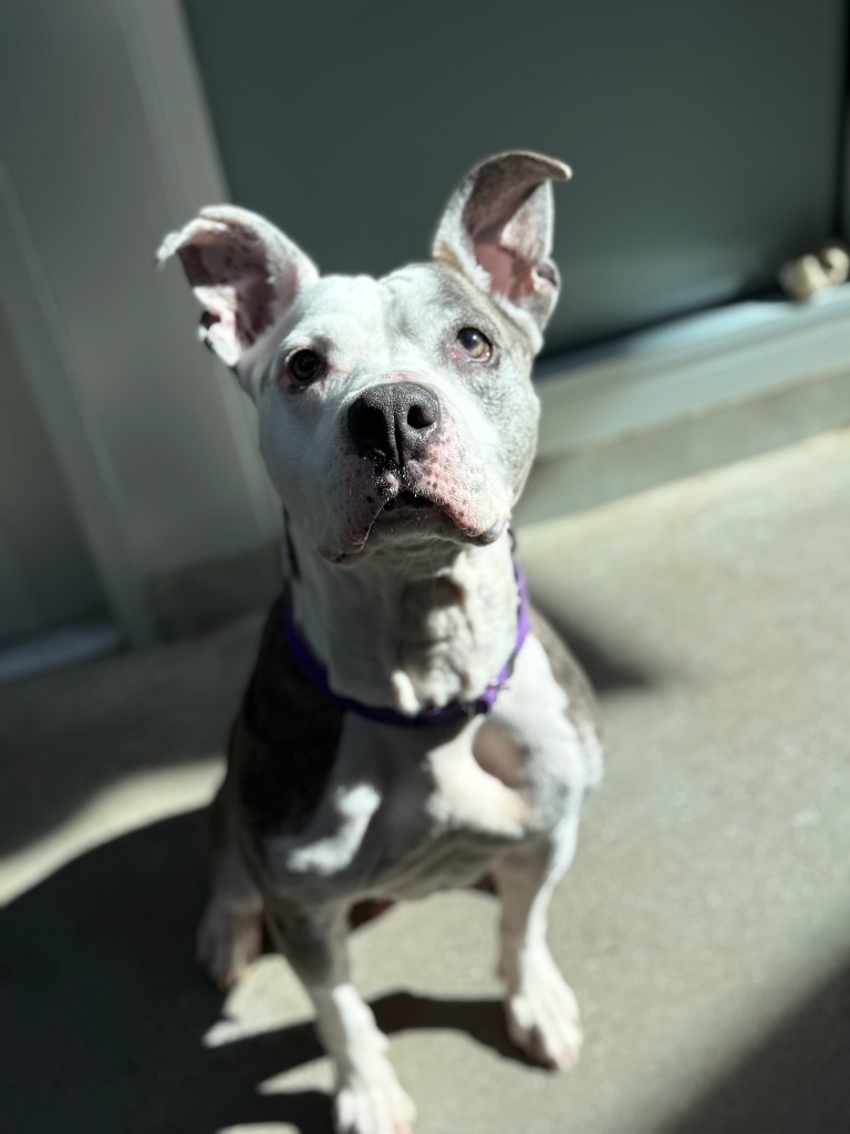 Kali