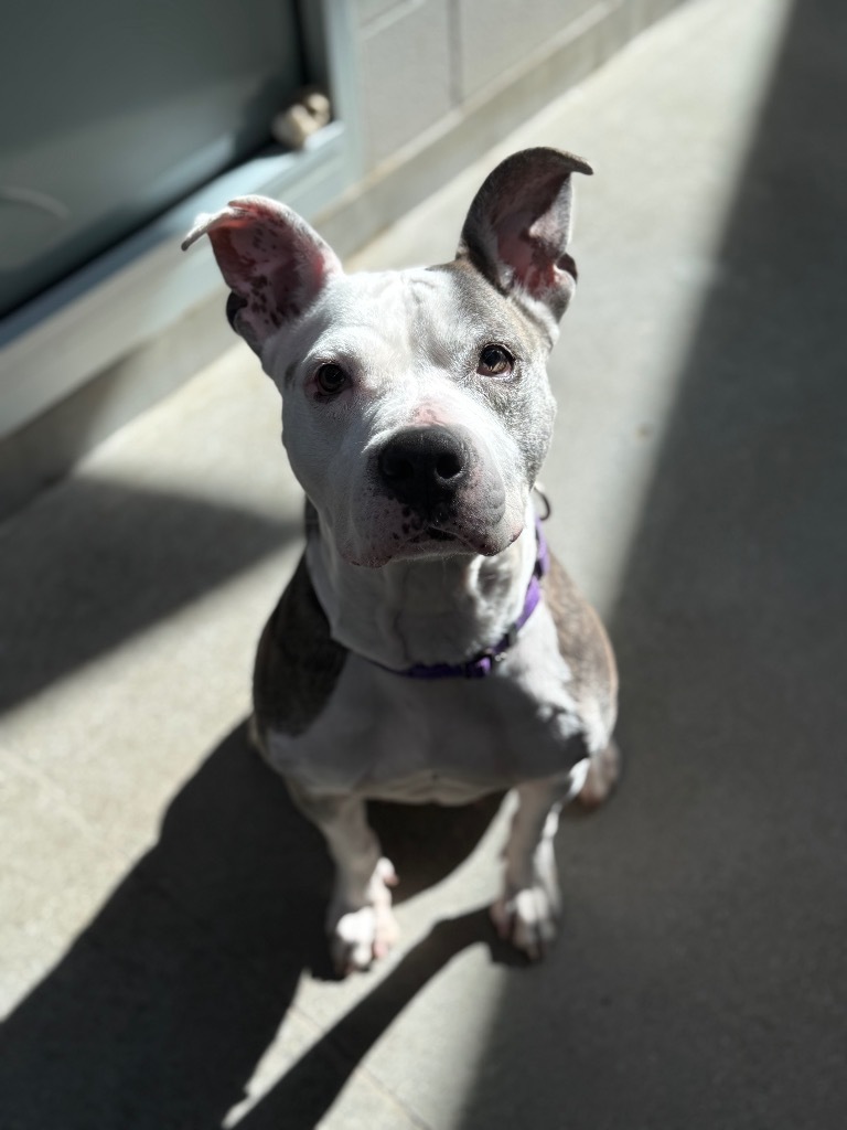Kali