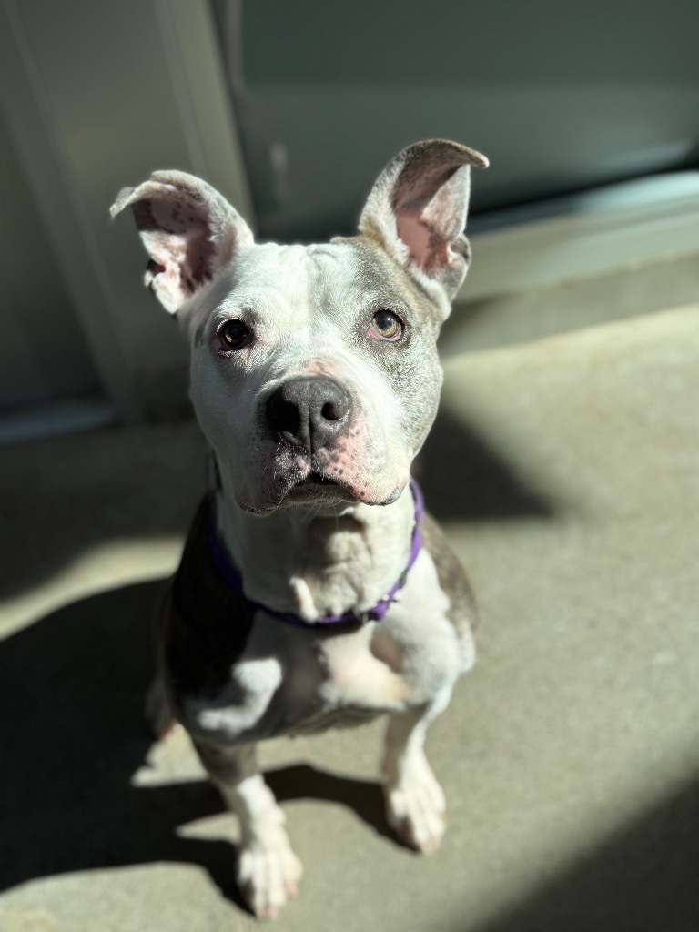 Kali