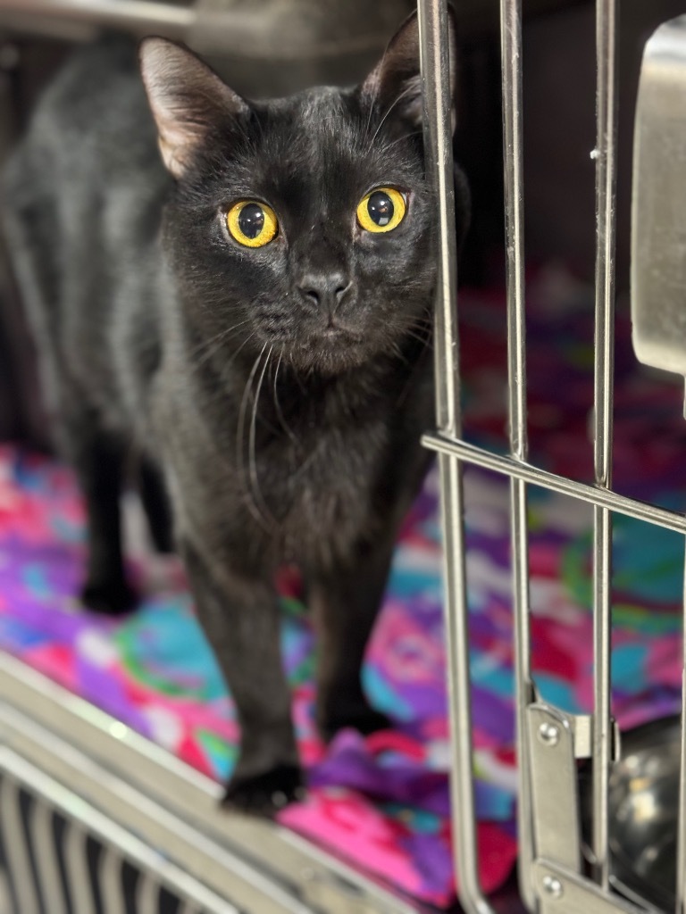 Melvon, an adoptable Domestic Short Hair in Fort Lupton, CO, 80621 | Photo Image 1