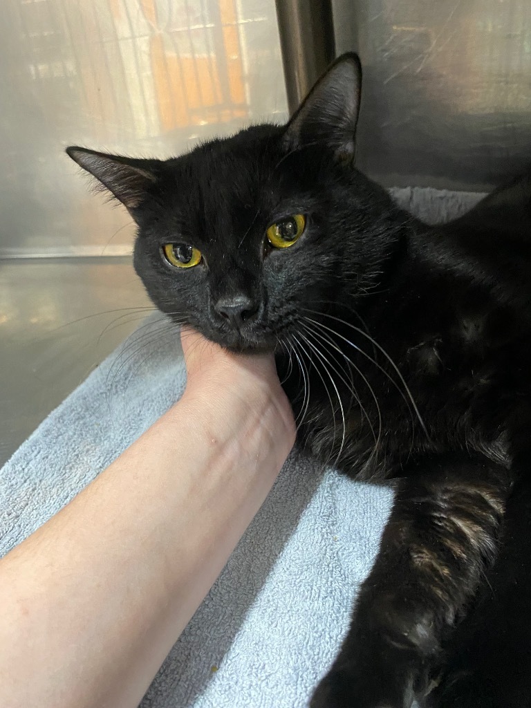 Melvon, an adoptable Domestic Short Hair in Fort Lupton, CO, 80621 | Photo Image 2