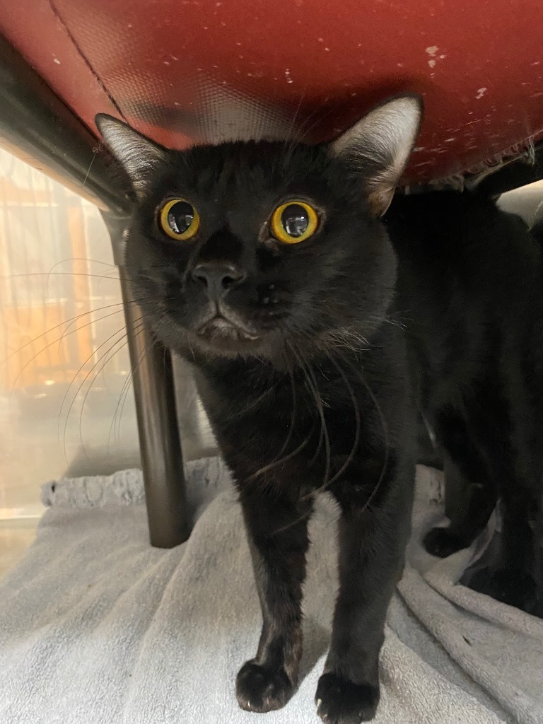 Melvon, an adoptable Domestic Short Hair in Fort Lupton, CO, 80621 | Photo Image 4