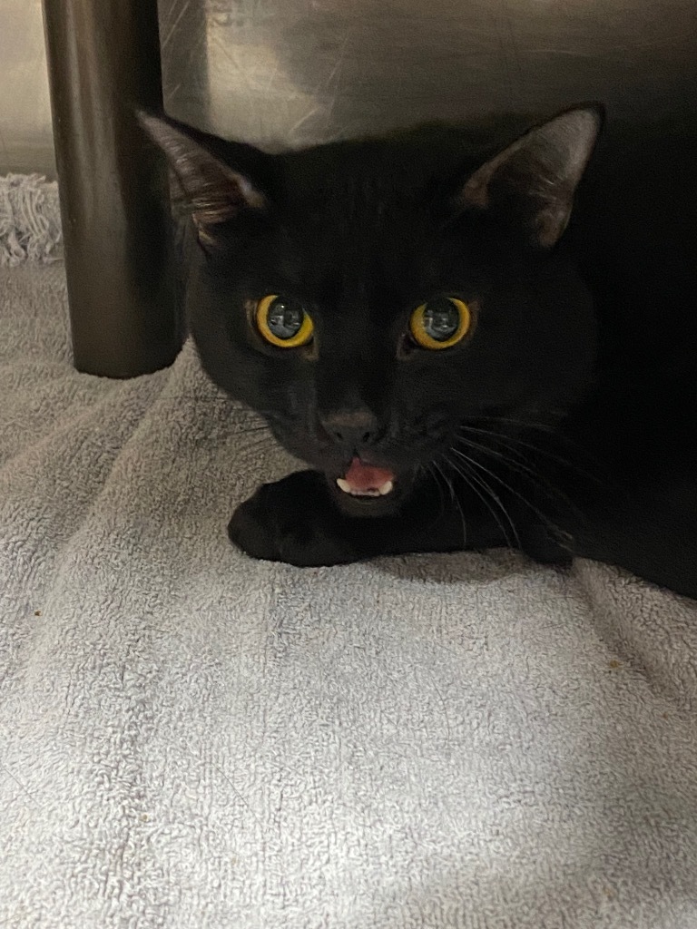 Melvon, an adoptable Domestic Short Hair in Fort Lupton, CO, 80621 | Photo Image 5