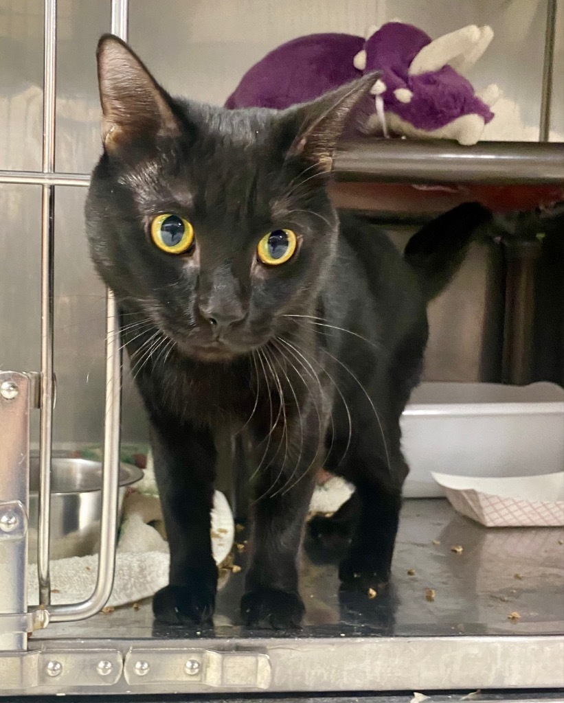 Melvon, an adoptable Domestic Short Hair in Fort Lupton, CO, 80621 | Photo Image 6