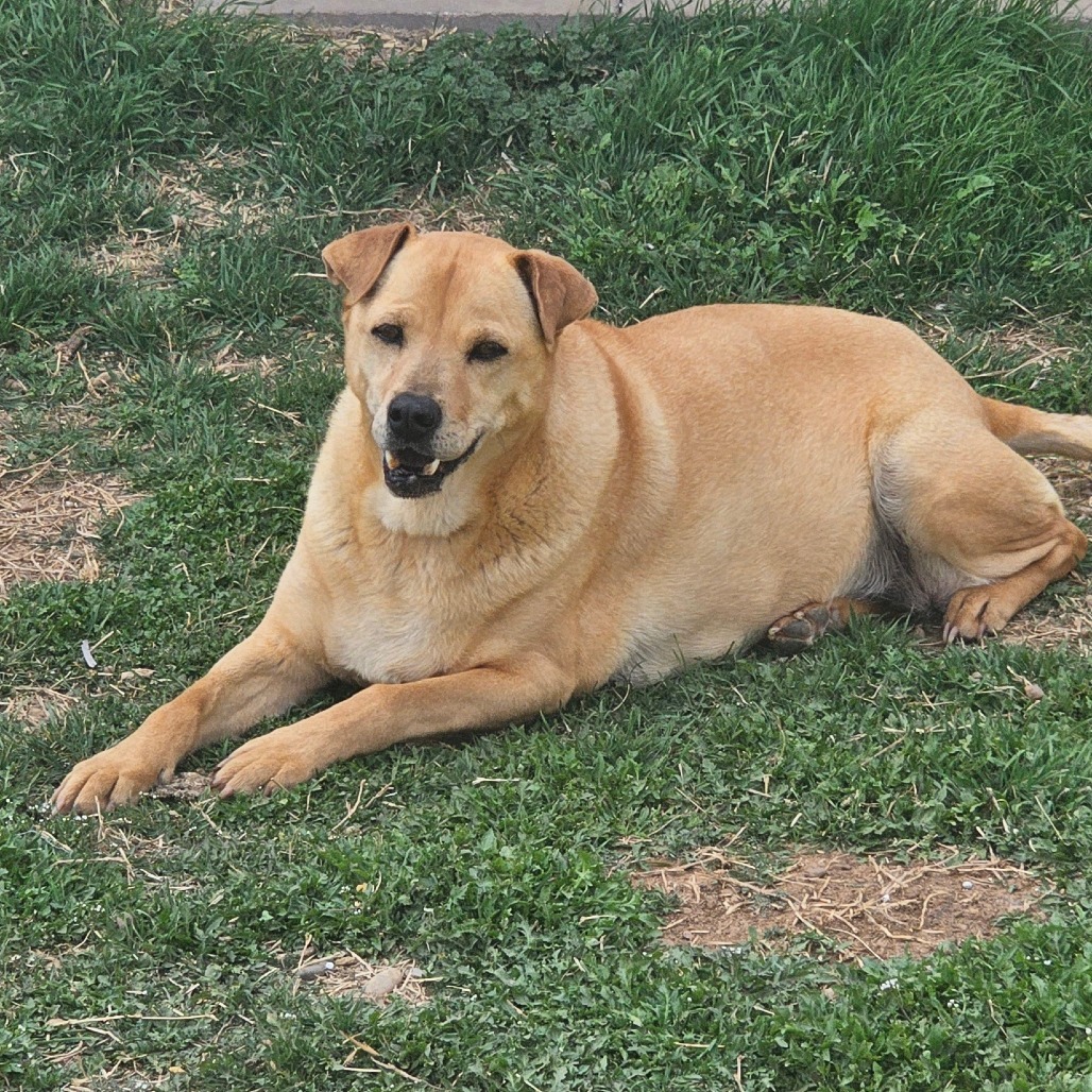 Julie, an adoptable Yellow Labrador Retriever, Mixed Breed in Goltry, OK, 73739 | Photo Image 1