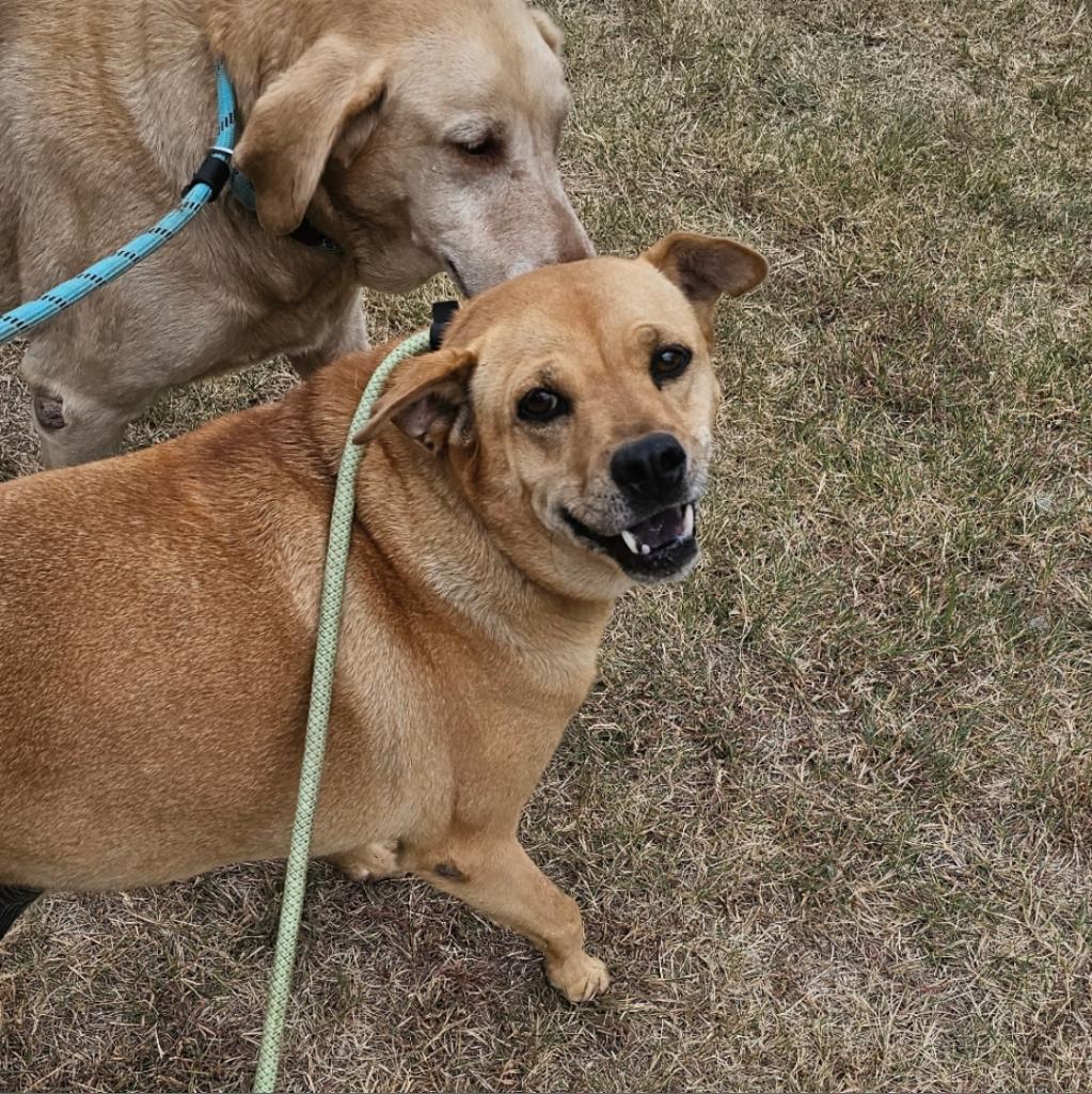 Julie, an adoptable Yellow Labrador Retriever, Mixed Breed in Goltry, OK, 73739 | Photo Image 2