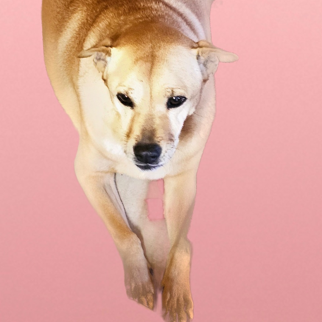 Julie, an adoptable Yellow Labrador Retriever, Mixed Breed in Goltry, OK, 73739 | Photo Image 3