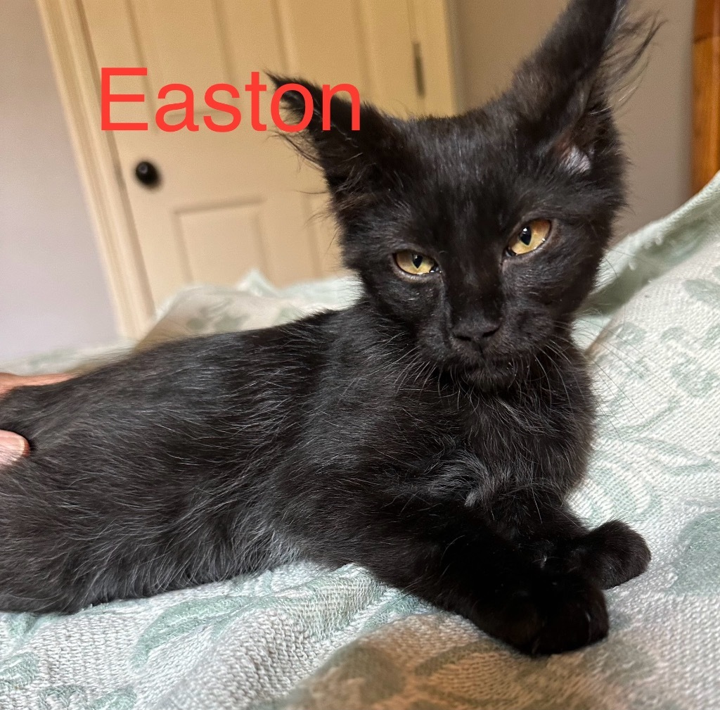 Easton