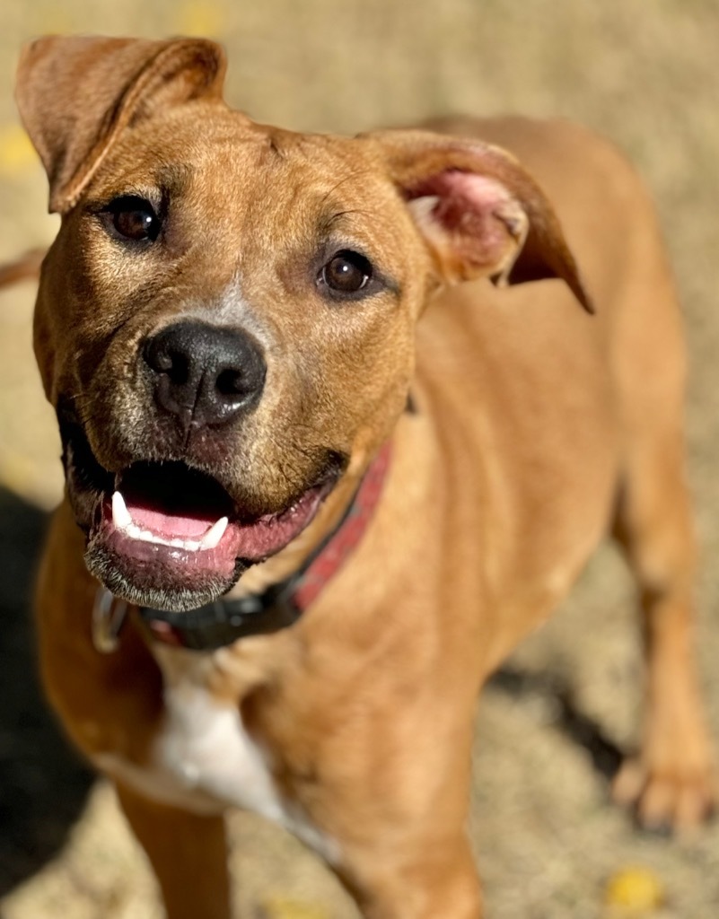 Shandie, an adoptable Terrier in Great Bend, KS, 67530 | Photo Image 1