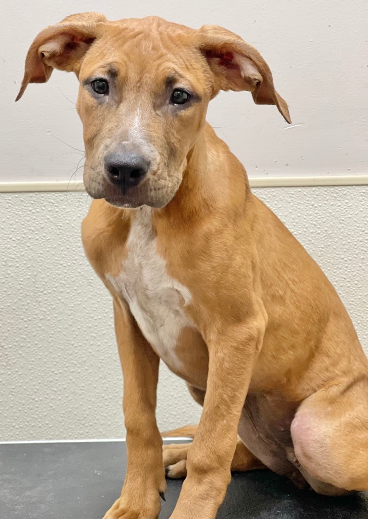 Shandie, an adoptable Terrier in Great Bend, KS, 67530 | Photo Image 2