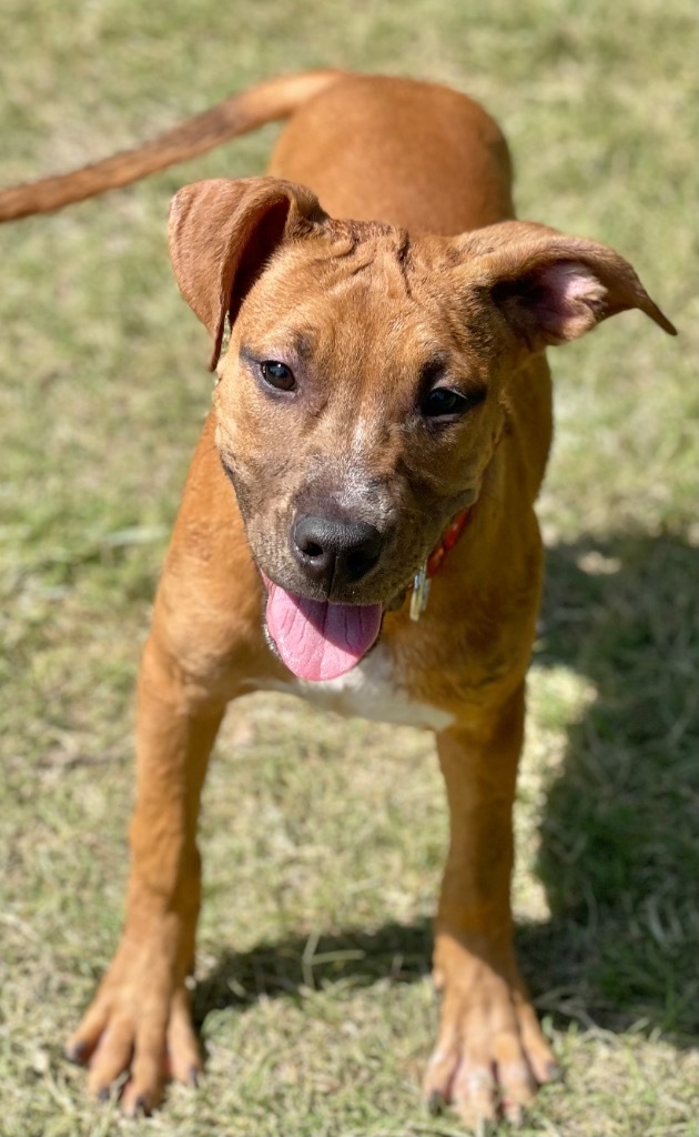 Shandie, an adoptable Terrier in Great Bend, KS, 67530 | Photo Image 3