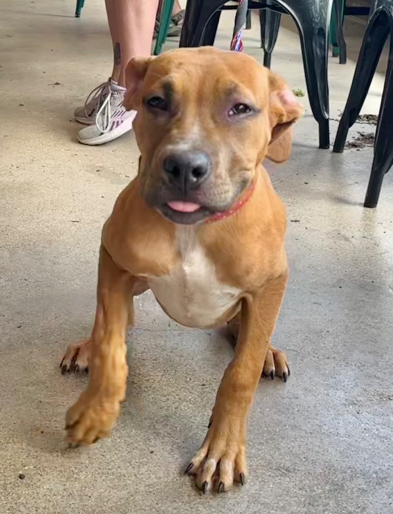 Shandie, an adoptable Terrier in Great Bend, KS, 67530 | Photo Image 4