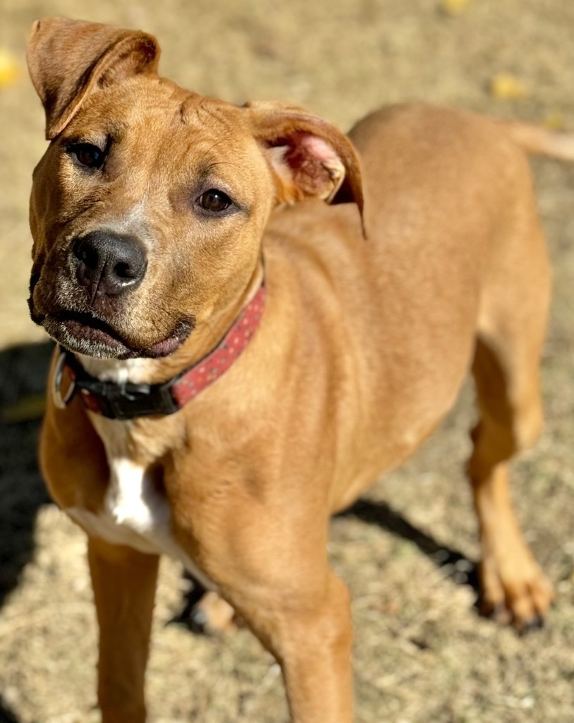 Shandie, an adoptable Terrier in Great Bend, KS, 67530 | Photo Image 5