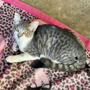 Pickle is as adorable as his name He is a friendly little guy that welcomes pet