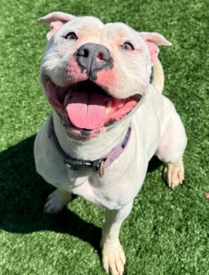 Snow White, Adult Female Staffordshire Bull Terrier