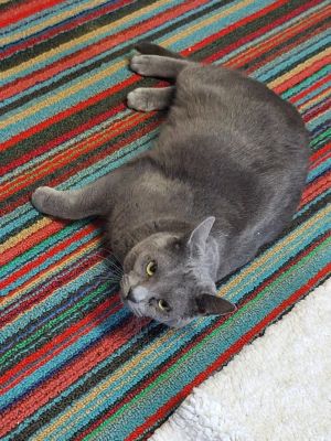 Smokey Domestic Short Hair Cat