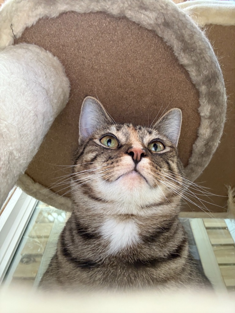 Parmesan, an adoptable Domestic Short Hair in Lansing, KS, 66043 | Photo Image 1