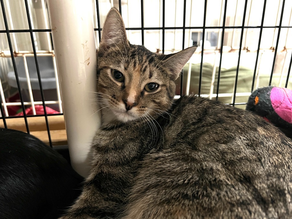 Parmesan, an adoptable Domestic Short Hair in Lansing, KS, 66043 | Photo Image 2