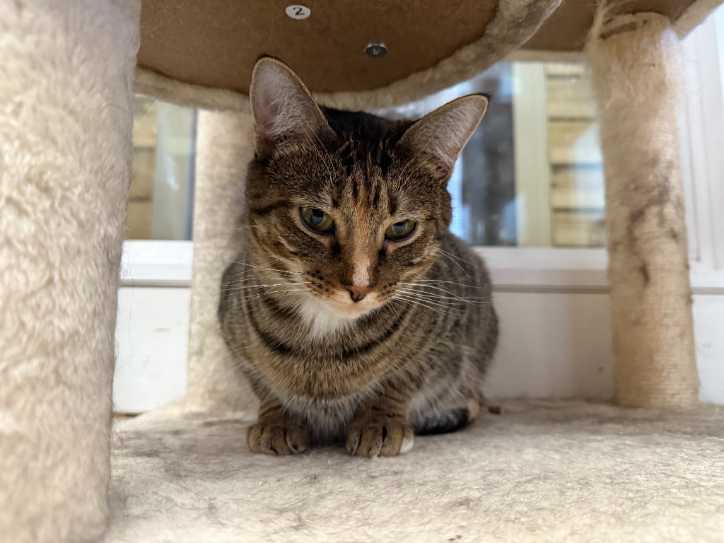 Parmesan, an adoptable Domestic Short Hair in Lansing, KS, 66043 | Photo Image 3