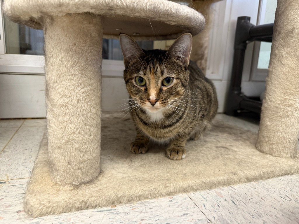 Parmesan, an adoptable Domestic Short Hair in Lansing, KS, 66043 | Photo Image 4