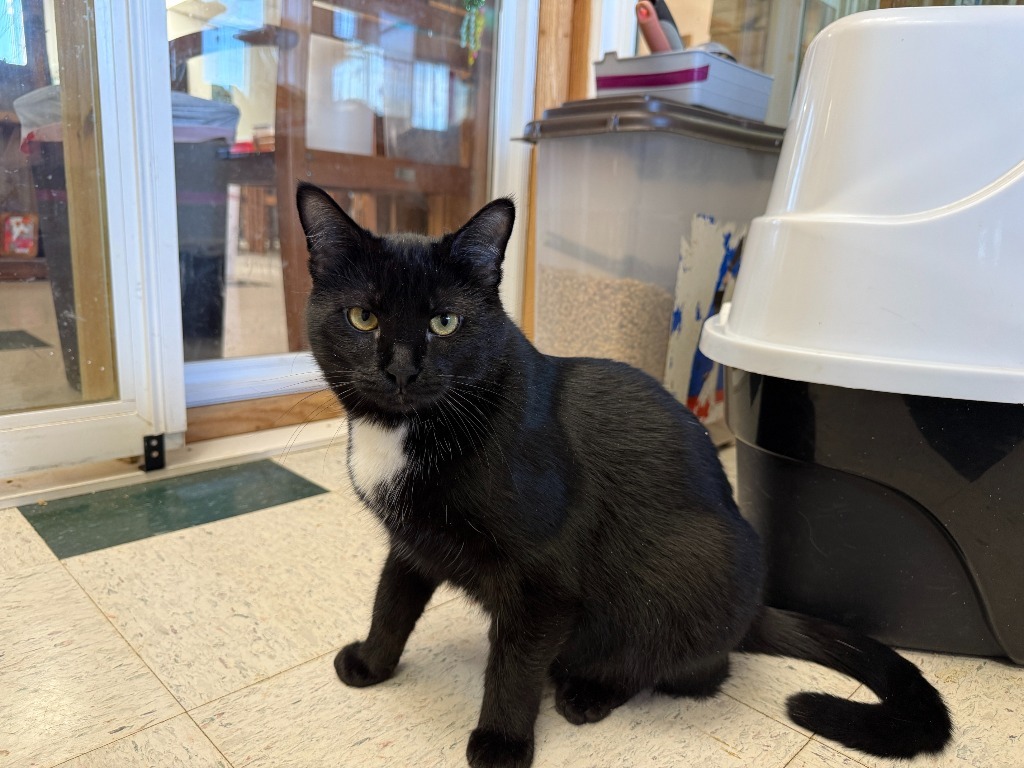 Pepper Jack, an adoptable Domestic Medium Hair in Lansing, KS, 66043 | Photo Image 1