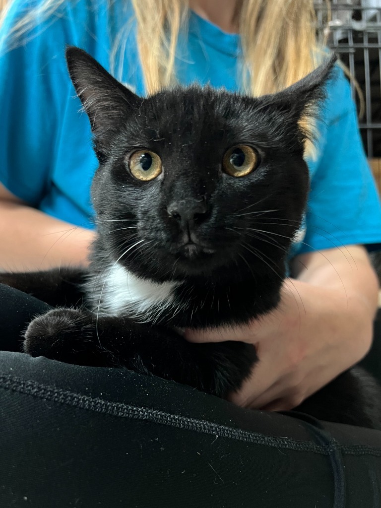 Pepper Jack, an adoptable Domestic Medium Hair in Lansing, KS, 66043 | Photo Image 2