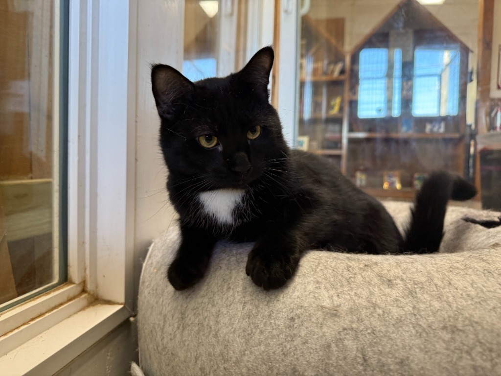 Pepper Jack, an adoptable Domestic Medium Hair in Lansing, KS, 66043 | Photo Image 3