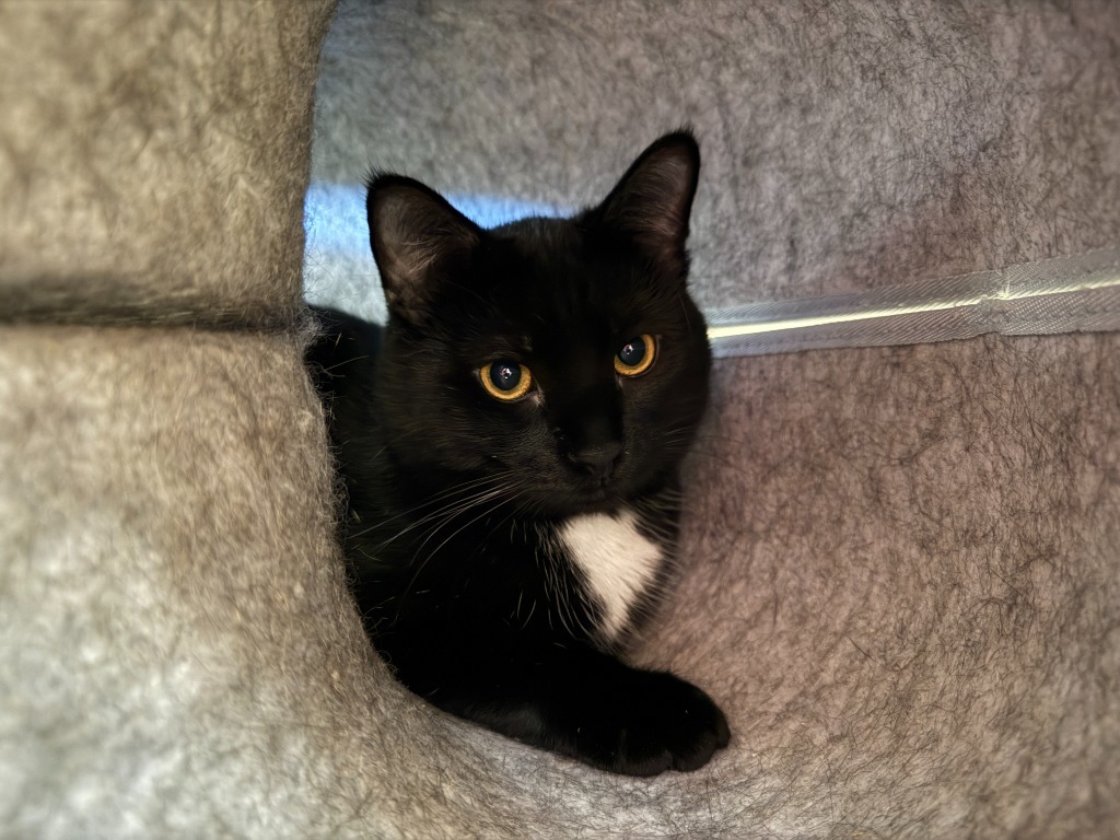 Pepper Jack, an adoptable Domestic Medium Hair in Lansing, KS, 66043 | Photo Image 4