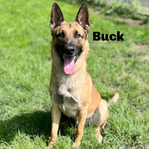 Buck 240745, an adoptable German Shepherd Dog, Belgian Shepherd / Malinois in Escanaba, MI, 49829 | Photo Image 1