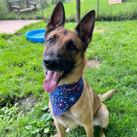 Buck 240745, an adoptable German Shepherd Dog, Belgian Shepherd / Malinois in Escanaba, MI, 49829 | Photo Image 2