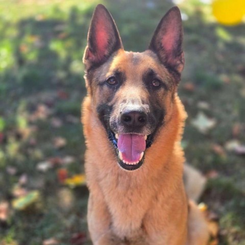 Buck 240745, an adoptable German Shepherd Dog, Belgian Shepherd / Malinois in Escanaba, MI, 49829 | Photo Image 2